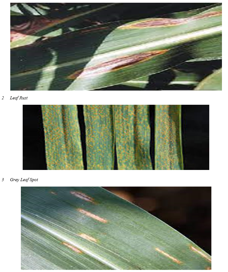 Plant Leaf Disease Detection and Smart Spraying Robot using Artificial Intelligence